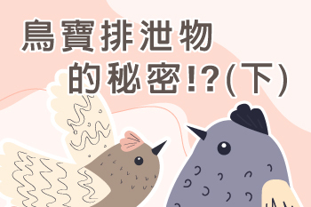 【鳥寶排泄物的秘密(下)】紀維寧獸醫