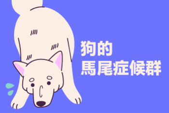 【狗的馬尾症候群】陳敏獸醫