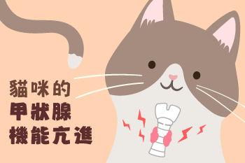 【貓咪的甲狀腺機能亢進】陳敏獸醫