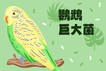 【鸚鵡巨大菌】紀維寧獸醫