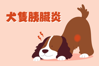 【犬隻胰臟炎】陳敏獸醫